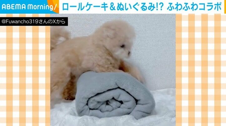 ポメプーのふわちゃん（6歳）