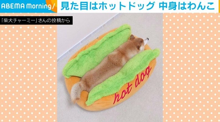 美味しそうなホットドッグ！？ベッドに入って眠る柴犬の “チャーミングな姿” に「たべちゃいたいくらいかわいい」「本当にほっとドッグしてますね」と反響続々