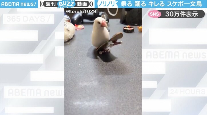 白文鳥のトルフィンくん