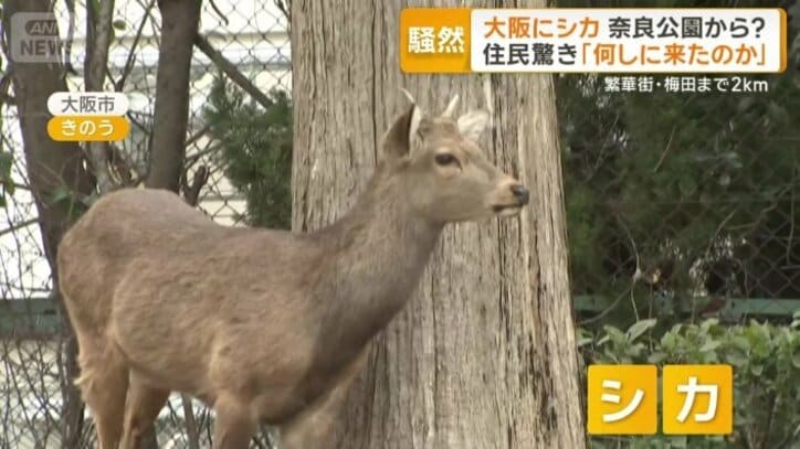 大阪市内の公園で発見された1頭のシカ