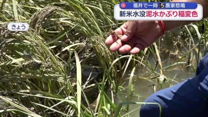 泥水をかぶった稲