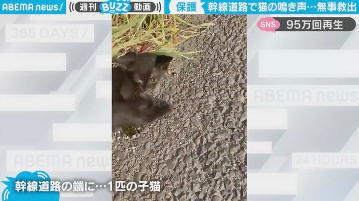 「なぜ、こんな危険なところに」幹線道路で子猫を救出 弱っているが懸命に鳴く姿に「生きようとする声届いて良かった」と反響