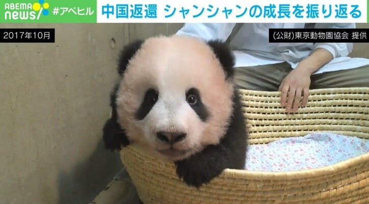 上野動物園「シャンシャン」の成長記録 返還後もファンは続報を心待ちに「どんな些細な情報でも泣いてよろこびます」