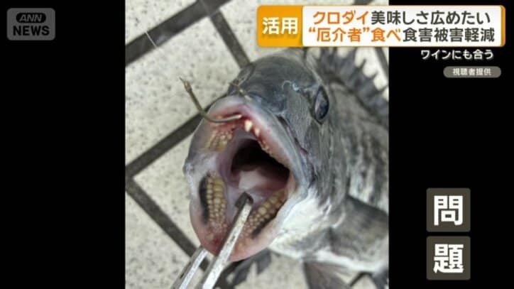 各地で食害が深刻化