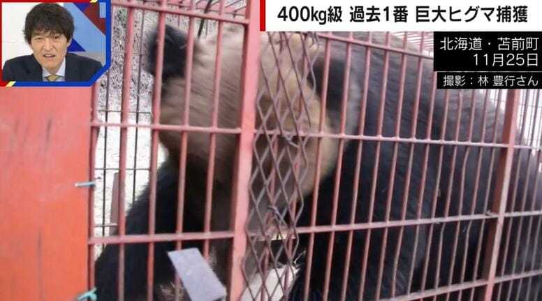檻パンパン…過去最大級380キロの巨大ヒグマを捕獲 ハンターも驚愕「50年近くやっていて初めて見た」「こんなのに出くわしたら一巻の終わり」