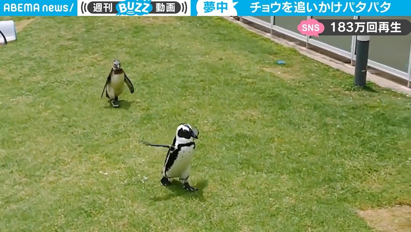 絶対に追いつかないの カワイイ ペンギンが見せた意外な習性が話題 話題 Abema Times