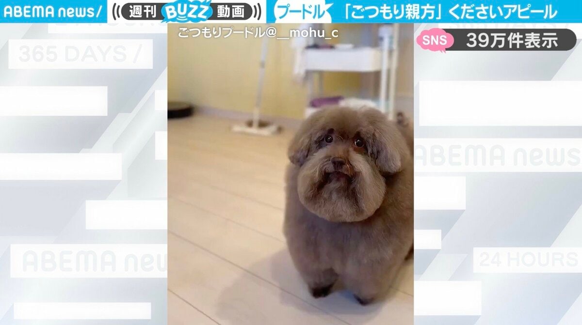 ごつもり親方」の風格を持つトイプードルが、“おやつください”アピール 
