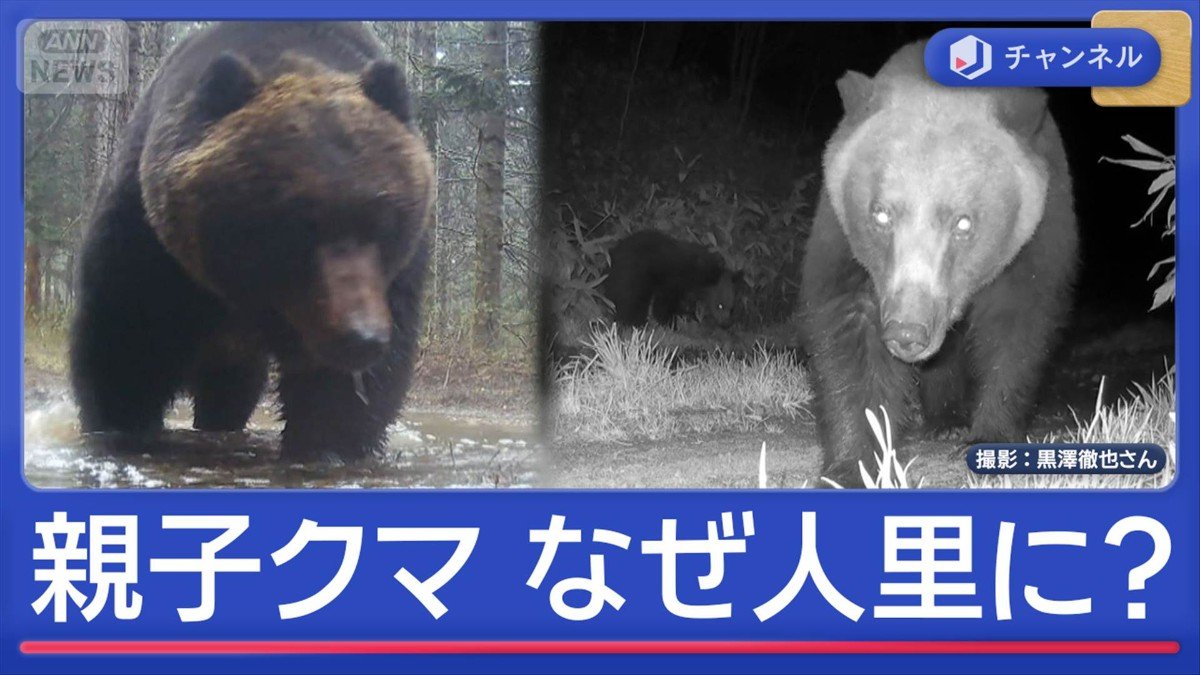 親子クマ」人里に“あえて出没”なぜ？墓参り中に遭遇も | 国内 | ABEMA