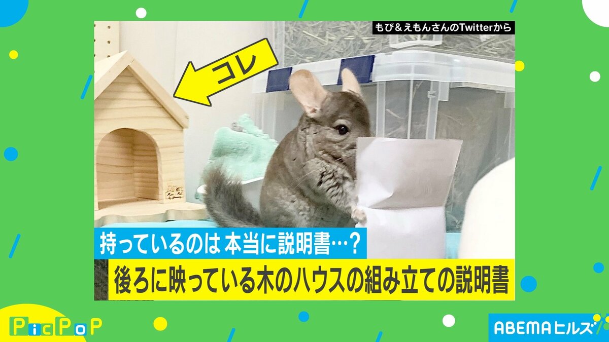 もしかして文字読めるの？ チンチラの秀才風な姿に飼い主「新聞を読ん