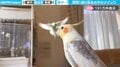「当て逃げ…w」飛んできたセキセイインコがオカメインコに“激突”！「笑ったwスローの臨場感」「足蹴りされてる！」