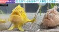 教えてあげないよ…カエルアンコウが水温計を独占 いじわるしているような姿に「杖持ってるみたい！」「魔法使いかと思った」などの声