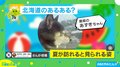 北海道の夏の風物詩？二重窓の間で“日光浴”をする犬の姿に「隙間女子の季節到来！」「シンデレラフィット」と反響