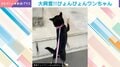 「撫でて~!」二足歩行でぴょんぴょん跳ねる柴犬 “4年続く日課”に飼い主「ワチャワチャ具合がたまらん」