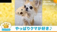 【映像】ぬいぐるみをぎゅっと抱きしめるチワワ