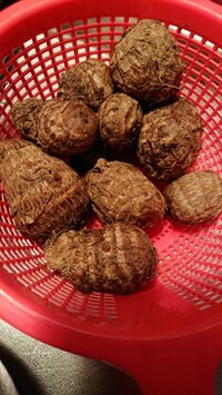 安藤なつ『麒麟の川島さんは枕元に柿の種とイカの駄菓子を置いてくださりました。』