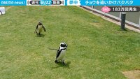 【映像】ペンギンが見せた意外な習性