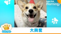 【映像】初めてみるおもちゃ箱に“しっぽフリフリ”大興奮な子犬