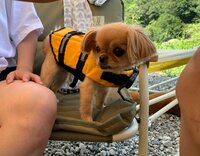 高橋愛『はじめての！』