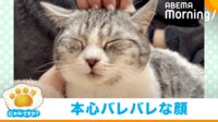 【映像】幸せそうな猫の表情(他カットも)
