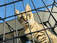 坂上忍『パパのチョコを奪う、こんぶ』