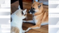 【映像】にらみ利かせる格上の猫に…犬が「完全降伏」