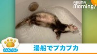 お湯の流れに身を任せてぷかぷか浮かぶフェレット