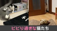 ビビり過ぎな猫たち