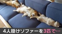 【映像】ソファーで眠る3匹の“恥ずかしい姿”