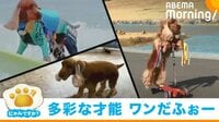 スポーツ万能な“サーフィン犬”