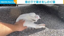 車の下で爆睡する猫 揺すっても起きる様子のない姿に「これは仕方ない」「将来大物になる」の声