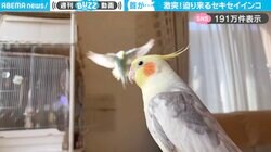 「当て逃げ…w」飛んできたセキセイインコがオカメインコに“激突”！「笑ったwスローの臨場感」「足蹴りされてる！」