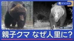 「親子クマ」人里に“あえて出没”なぜ？墓参り中に遭遇も