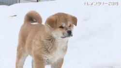 今や発祥の地に暮らすのはわずか30頭…プーチン大統領に贈られた「ゆめ」を育て上げた秋田犬ブリーダーの奮闘