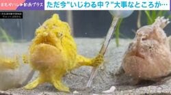 教えてあげないよ…カエルアンコウが水温計を独占 いじわるしているような姿に「杖持ってるみたい！」「魔法使いかと思った」などの声