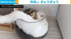 「2層のパフェになってるｗｗ」ギュウギュウのボウルにお構いなしに入っていくネコに反響