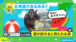 北海道の夏の風物詩？二重窓の間で“日光浴”をする犬の姿に「隙間女子の季節到来！」「シンデレラフィット」と反響