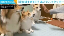 短い手を伸ばしハイタッチのはずが… 思わぬ展開で硬直するコーギー
