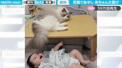 “尻尾フリフリ”に赤ちゃん大興奮 猫があやす様子にネット民ほっこり「見てるだけで口角があがる」