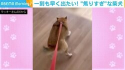 大嫌いな場所から逃げ出したい柴犬 足を滑らせながらもリードをグイグイ