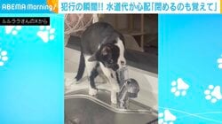 「犯行現場」を激写！水道のレバーを器用に操る“天才猫”に「何か対策しないと水道代が恐ろしい事に…」「最後のオドオド感がたまらないw」の声