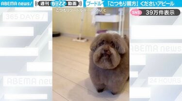 ごつもり親方」の風格を持つトイプードルが、“おやつください”アピール