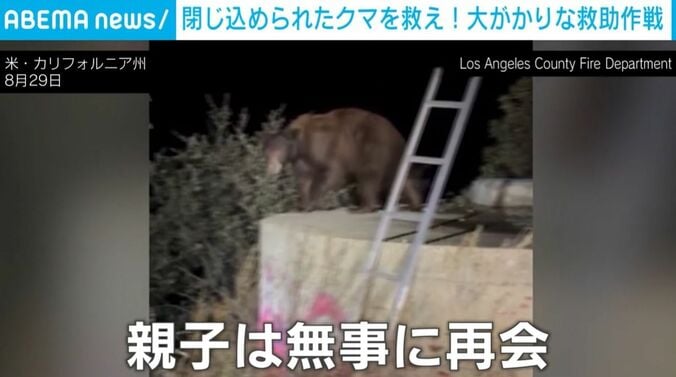 母グマ
