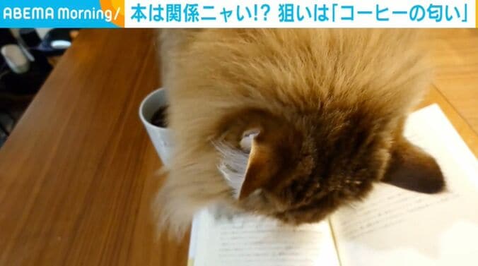 猫のミシェルちゃん