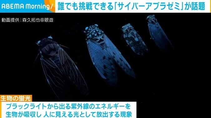 本物のセミが“サイバー”に光る？ まるでアートのような模様を生み出す現象に“6万いいね”の反響 2枚目