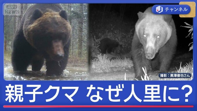 「親子クマ」人里に“あえて出没”なぜ？墓参り中に遭遇も 1枚目