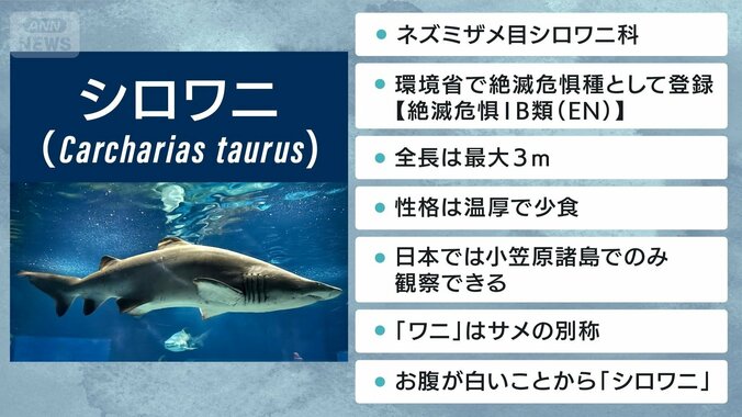 “世界初”シロワニの3期連続繁殖に成功　強面なのに温厚なサメ「シロワニ」の魅力 3枚目
