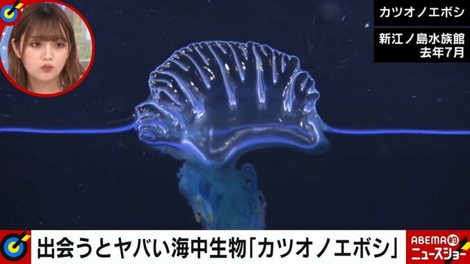 じつは危険…“8種”の海中生物に専門家が警鐘「手がグローブほど腫れるケースも」 3枚目