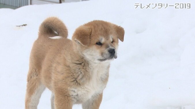 今や発祥の地に暮らすのはわずか30頭…プーチン大統領に贈られた「ゆめ」を育て上げた秋田犬ブリーダーの奮闘 1枚目