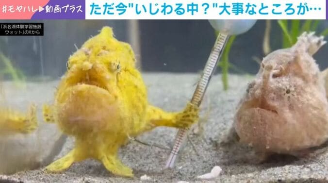 カエルアンコウ