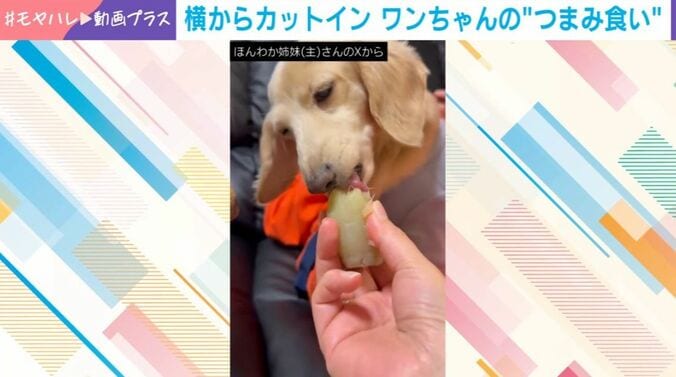 ダックスフント